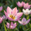 Tulipa 'Aucheriana' - Tulpe