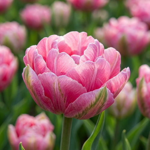 Tulpe 'Aveyron' - 20 Stück - LumiBlumi
