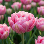 Tulpe 'Aveyron' - 20 Stück