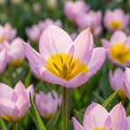 Tulpe 'Bakeri Lilac Wonder' - 50 Stück