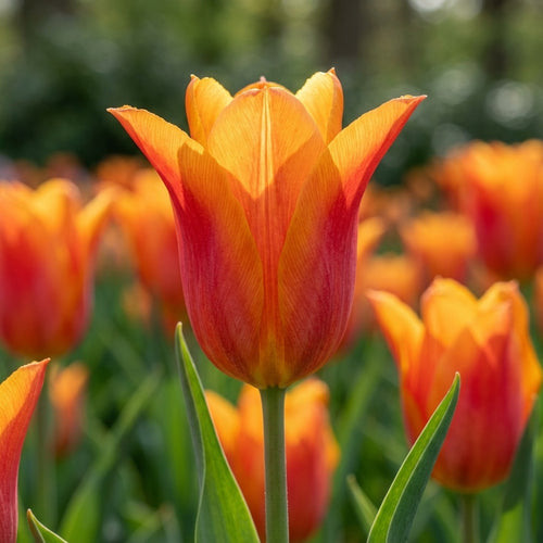 Tulpe 'Ballerina' - 20 Stück - LumiBlumi