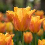 Tulpe 'Ballerina' - 20 Stück