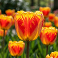 Tulpe 'Banja Luka' - 50 Stück