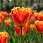 Tulpe 'Banja Luka' - 50 Stück