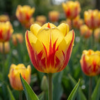 Tulpe 'Banja Luka' - 50 Stück