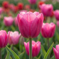 Tulpe 'Barcelona' - 15 Stück