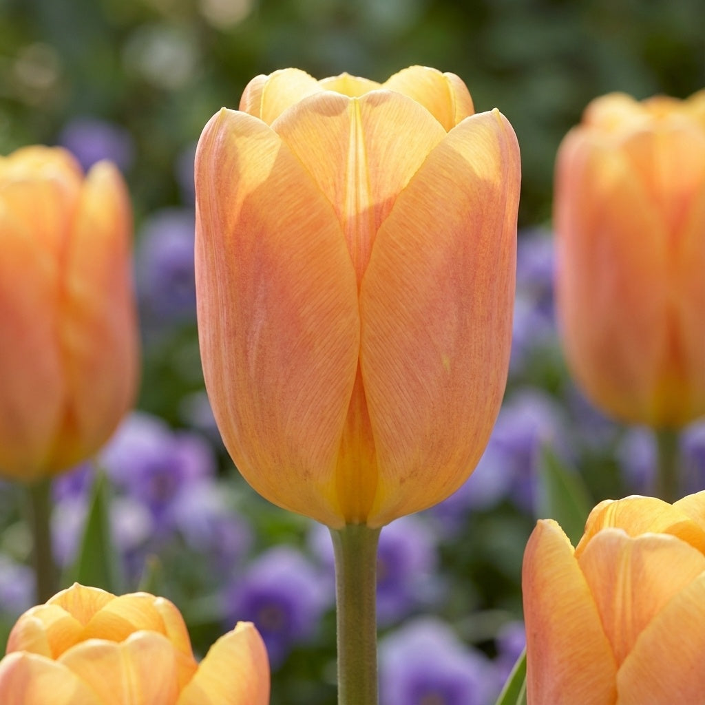 Tulpe 'Bellville' - 15 Stück