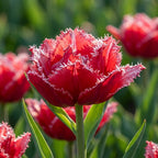 Tulpe 'Bendigo' - 25 Stück