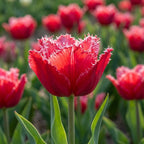 Tulpe 'Bendigo' - 25 Stück
