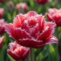Tulpe 'Bendigo' - 25 Stück