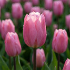 Tulipa 'Big Love' - Tulpe