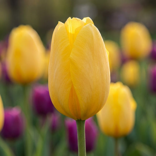 Tulpe 'Big Smile' - 25 Stück - LumiBlumi