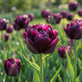 Tulpe 'Black Hero' - 20 Stück