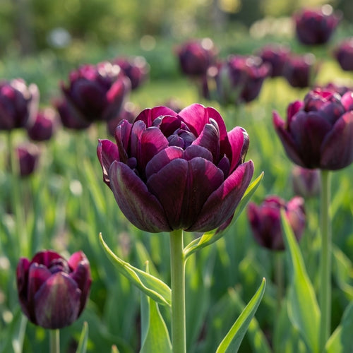 Tulpe 'Black Hero' - 20 Stück - LumiBlumi