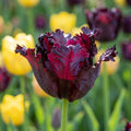 Tulpe 'Black Parrot' - 15 Stück