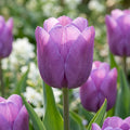 Tulpe 'Bleu Aimable' - 25 Stück