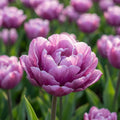 Tulpe 'Blue Diamond' - 25 Stück