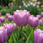 Tulpe 'Blue Heaven' - 20 Stück