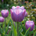 Tulpe 'Blue Heaven' - 20 Stück