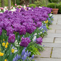 Tulpe 'Blue Parrot' - 15 Stück