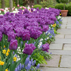 Tulpe 'Blue Parrot' - 15 Stück