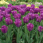 Tulpe 'Blue Parrot' - 15 Stück