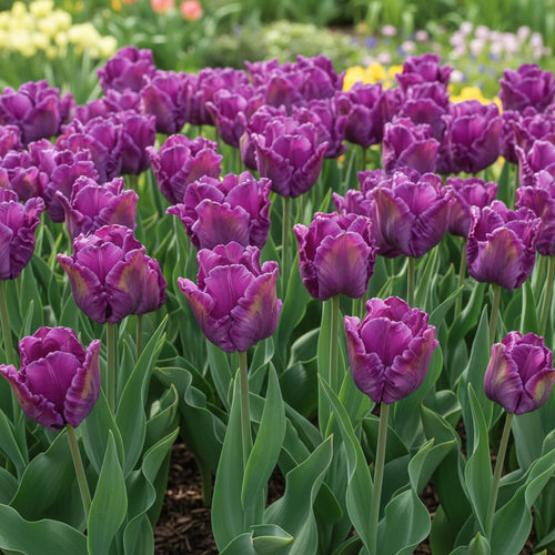 Tulpe 'Blue Parrot' - 15 Stück