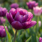 Tulpe 'Blue Spectacle' - 20 Stück