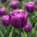 Tulpe 'Blue Spectacle' - 20 Stück