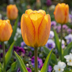 Tulpe 'Blushing Apeldoorn' - 25 Stück