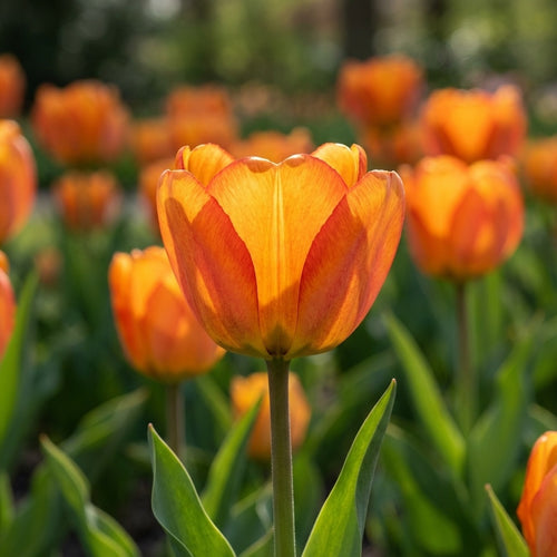 Tulpe 'Blushing Apeldoorn' - 25 Stück - LumiBlumi