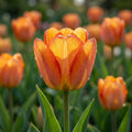 Tulpe 'Blushing Apeldoorn' - 25 Stück