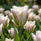 Tulipa 'Blushing Artist' - Tulpe