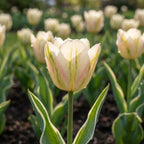 Tulipa 'Blushing Artist' - Tulpe
