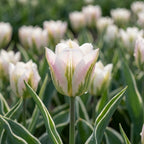 Tulipa 'Blushing Artist' - Tulpe