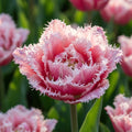 Tulpe 'Brest' - 25 Stück