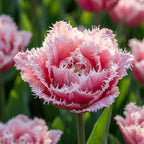 Tulpe 'Brest' - 25 Stück