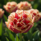 Tulpe 'Brisbane' - 15 Stück