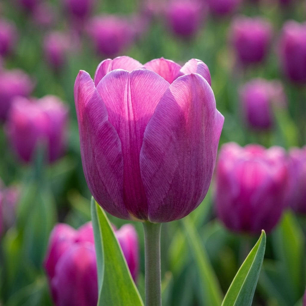 Tulpe 'Bullit' - 25 Stück