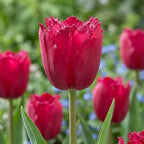 Tulpe 'Burgundy Lace' - 25 Stück - LumiBlumi
