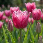Tulpe 'Burgundy Lace' - 25 Stück - LumiBlumi
