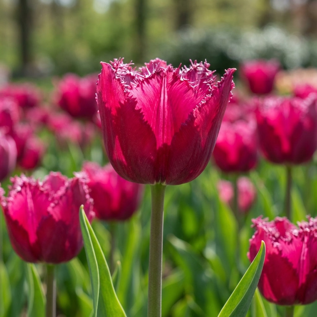 Tulpe 'Burgundy Lace' - 25 Stück - LumiBlumi