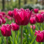 Tulpe 'Burgundy Lace' - 25 Stück - LumiBlumi