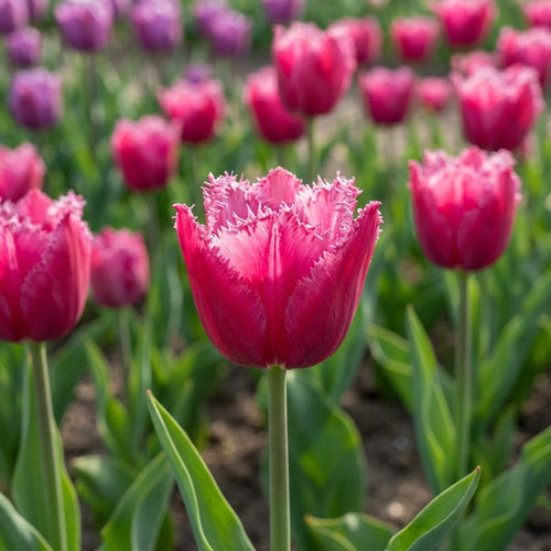 Tulpe 'Burgundy Lace' - 25 Stück - LumiBlumi