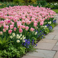 Tulpe 'Cabanna' - 25 Stück