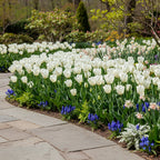 Tulipa 'Calgary' - Tulpe