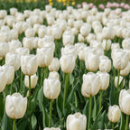 Tulipa 'Calgary' - Tulpe
