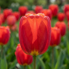 Tulpe 'Canadian Liberator' - 25 Stück