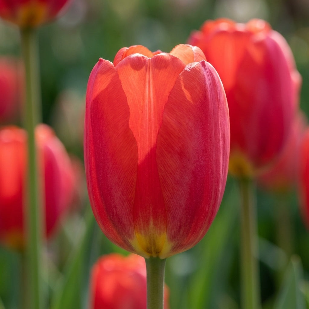 Tulpe 'Canadian Liberator' - 25 Stück