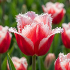 Tulpe 'Canasta' - 25 Stück